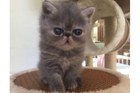 成約済の岡山県のエキゾチックショートヘア-31964の1枚目